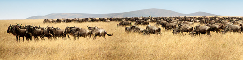 MaasaiMara_WilderbeestBlackRace_P9_2359_ Panorama_18_4x1.jpg